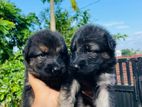 German Shepherd Puppies