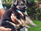 German Shepherd Puppies