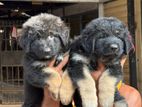 German Shepherd Puppies