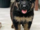 German Shepherd Puppies