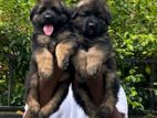German Shepherd Puppies