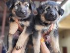German Shepherd Puppies