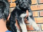 German Shepherd Puppies