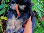 German Shepherd puppies