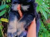 German Shepherd puppies