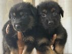 German Shepherd Puppies
