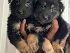 German Shepherd Puppies