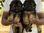 German Shepherd Puppies