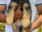 German Shepherd Puppies