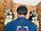 German Shepherd Puppies