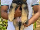 German Shepherd Puppies