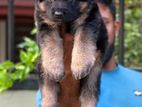 German Shepherd Puppies