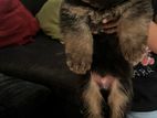 German Shepherd Puppies