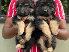 German Shepherd Puppies