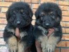 German Shepherd Puppies