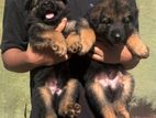 German Shepherd Puppies