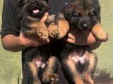 German Shepherd Puppies