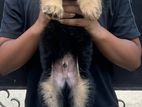 German Shepherd Puppies