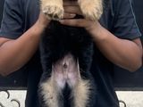 German Shepherd Puppies