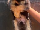 German Shepherd Puppies