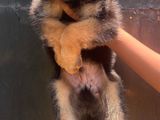 German Shepherd Puppies