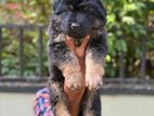 German Shepherd Puppies