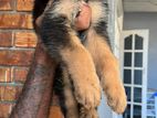 German Shepherd Puppies