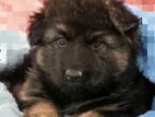 German Shepherd Puppies