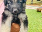 German Shepherd Puppies