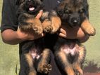 German Shepherd Puppies
