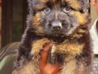 German Shepherd Puppies