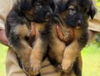 German Shepherd Puppies