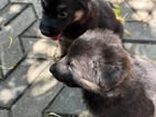 German Shepherd Puppies