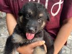 German Shepherd Puppies