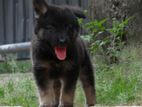 German Shepherd Puppies