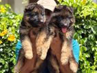 German Shepherd Puppies