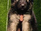 German Shepherd Puppies