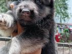 German Shepherd Puppies