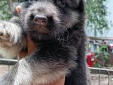 German Shepherd Puppies