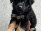 German Shepherd Puppies