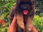 German Shepherd Puppies