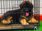 German Shepherd Puppies