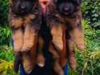 German Shepherd Puppies