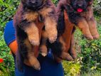 German Shepherd Puppies
