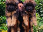 German Shepherd Puppies