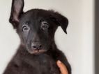 German Shepherd Puppies