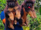 German Shepherd Puppies