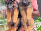 German Shepherd Puppies