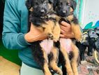 German Shepherd Puppies