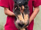German Shepherd Puppies